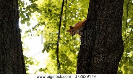 A Red Squirrel Jumps On And Around A Tree In The Garden.