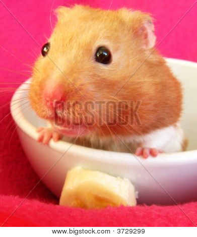 Syriske Hamster i en skål