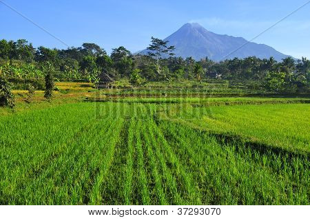 Campo de arroz e vulcão ativo