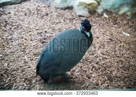 Tufted Guinea Fowl, Guttera Pucherani, On A Background Of Pebbles. Birds, Ornithology, Ecology.