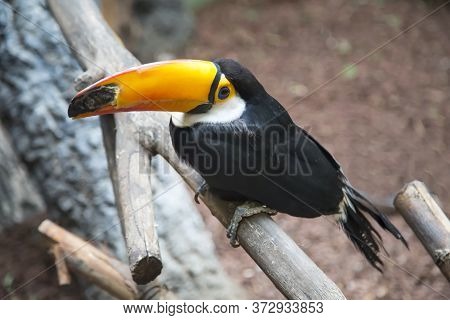 Toco Toucan, Ramphastos Toco, Sitting On A Wooden Branch. Birds, Ornithology, Ecology.