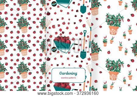 Three Seamless Patterns With Tomatoes, Chili Peppers And Wheelbarrow Full Of Apples. Ecologically Gr
