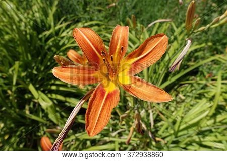 Close View Of One Orange Flower Of Tawny Daylily In June