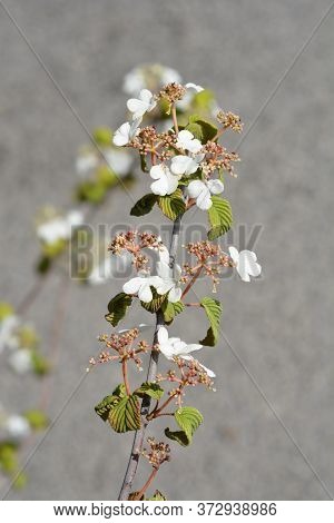 Japanese Snowball Mariesii - Latin Name - Viburnum Plicatum Mariesii