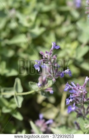 Lesser Cat-mint - Latin Name - Nepeta Nepetella