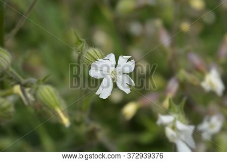 Unusual Campion - Latin Name - Silene Paradoxa