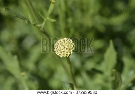 White Scabious Flower Bud - Latin Name - Cephalaria Leucantha