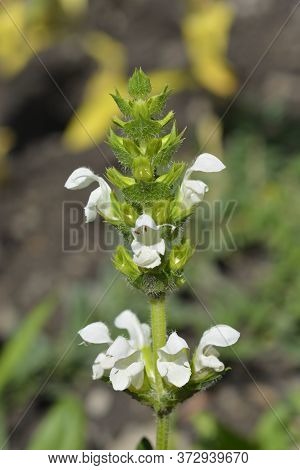 White Bigflower Selfheal - Latin Name - Prunella Grandiflora Alba