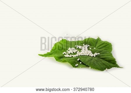 Homeopathic Globules (pills) On Green Plant Leaf On White Background. The Concept Of Healthcare And 