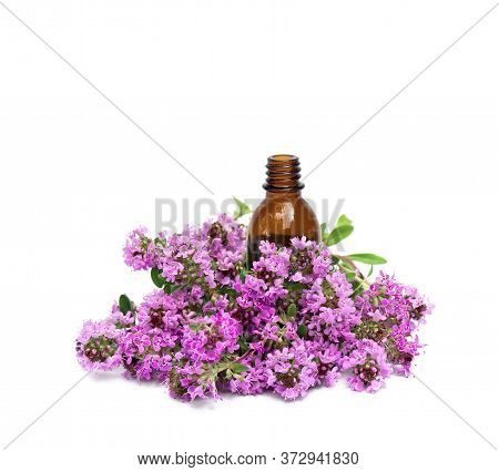 Flowers Thymus Vulgaris ( Common Thyme, German Thyme, Garden Thyme Or Just Thyme ) With Pharmaceutic