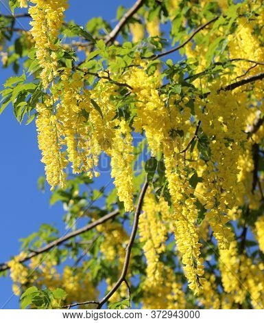 Poisonous Yellow Laburnum Flowers Blossomed In The Mountains In Summer