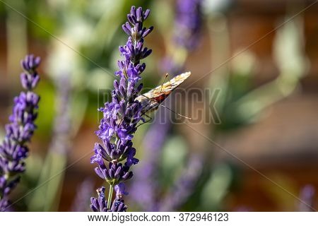 Painted Lady, Cosmopolite (vanessa Cardui) On Lavender (lavandula)