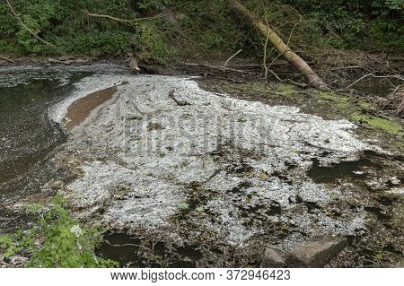 A Close Up View Of The Scum And Fluff From The Trees And Plants That Have Collcted In The River Wate
