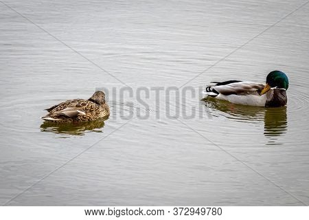 Mallard Cuple (anas Platyrhynchos) In A Lake