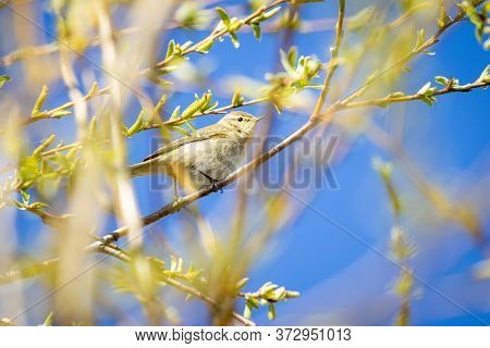 Dusky Warbler (phylloscopus Fuscatus) On A Tree