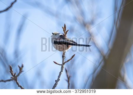 Long-tailed Tit Or Long-tailed Bushtit (aegithalos Caudatus)