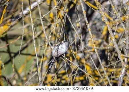 Long-tailed Tit Or Long-tailed Bushtit (aegithalos Caudatus)