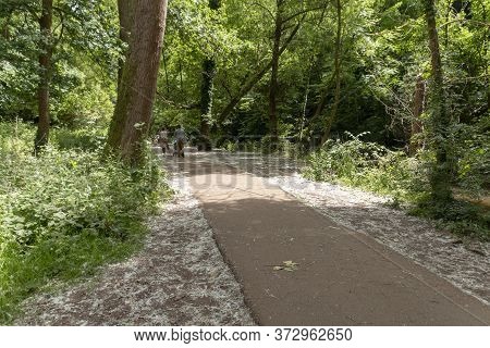 Bristol-june-2020-england-a Walkway Thought The Forest At Snuff Miles In Bristol