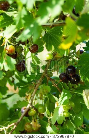 In Hot Summer Sunny Weather, Blackcurrant Begins To Ripen On The Bush. High Quality Photo