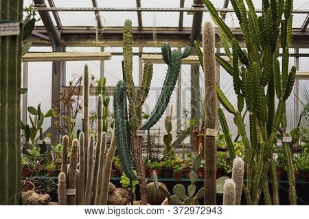 A Lot Of Different Large And Small Green Cacti In Clay Pots (opuntia, Cerus, Myrtillocactus, Cleisto