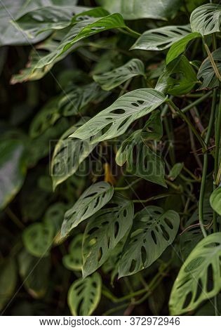 Many Green Fresh Leaves Of Monstera Adanson (monstera Punched), Small Leaves Of Monstera With Holes