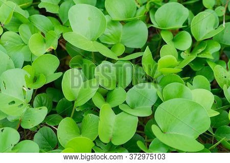Close Up Green Leaves Of Ipomoea Pes-caprae On Sand Sea Beach For Background And Texture