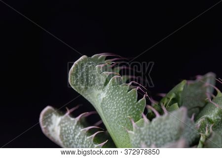 Leaves Of A Faucaria Tigrina