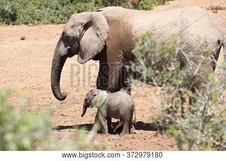 Elephant Cow With Her Baby Calf Photographed At Addo Elephant National Park
