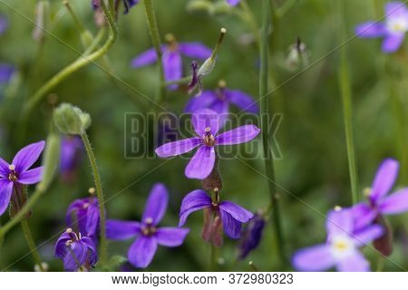 Macro Photo Of A Lilacbush Flower Aubrieta Scardica.