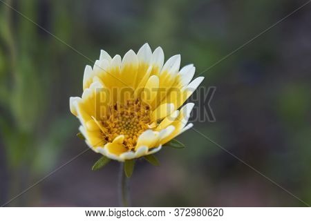 Flower Of A Coastal Tidytips, Layia Platyglossa
