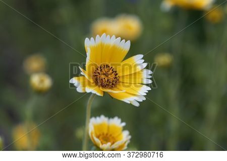 Flower Of A Coastal Tidytips, Layia Platyglossa