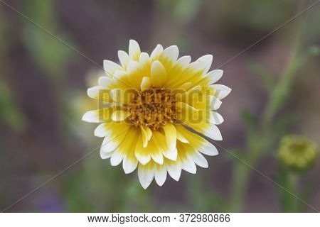 Flower Of A Coastal Tidytips, Layia Platyglossa