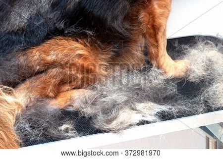 Concept Annual Molt, Coat Shedding, Moulting Dogs. Dog Paws In Pile His Fur. Old Dog