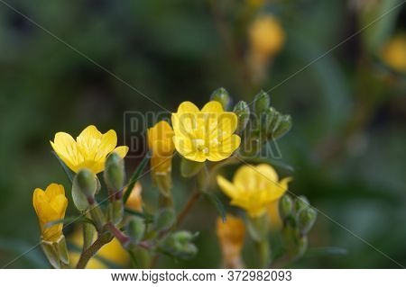 Flower Of A Small Sundrops, Oenothera Perennis