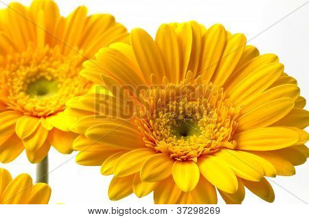 Gerbera