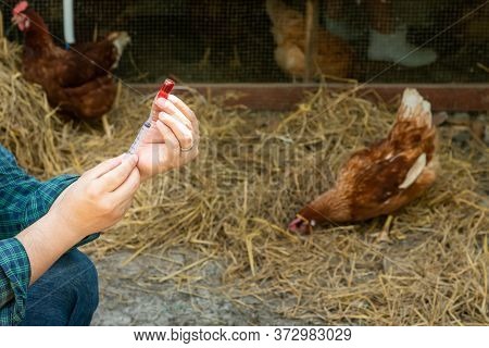 The Famers Going To Vaccinate Prevent The Epidemic, Keep The Chickens He Fed On The Farm, To Plague 
