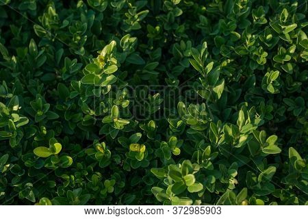 Texture Of The Green Bush Of The Park, Closeup Of Bush Leaves, Top View. Natural Green Leafy Bush Te