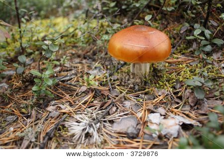 Fungo