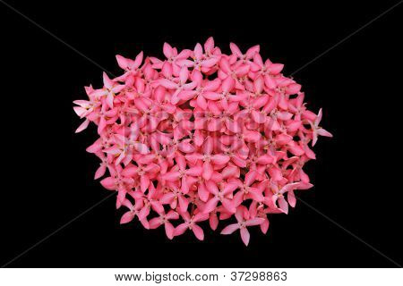Ixora flower