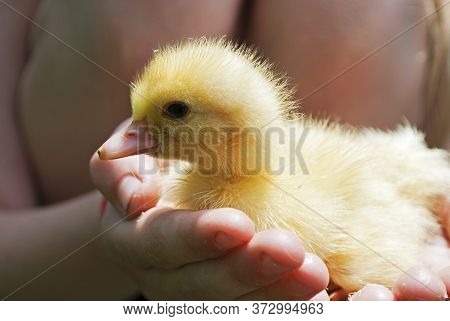 Cute Yellow Duckling In The Arms Of A Child
