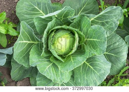 Cabbage Grows In The Garden In The Summer. Fresh Cabbage In The Open Ground, A Head And Leaves, Clos