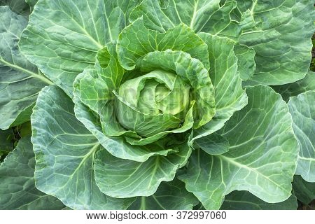 A Head Of Fresh Green Cabbage In A Vegetable Garden Close-up. Organic Vegetables In The Summer, Non-
