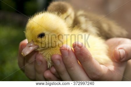 Two Cute Duckling In The Arms Of A Child