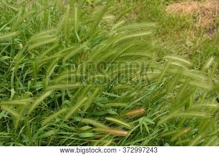 Hordeum Murinum Aka Wall Barley Or False Barley Grass Plant