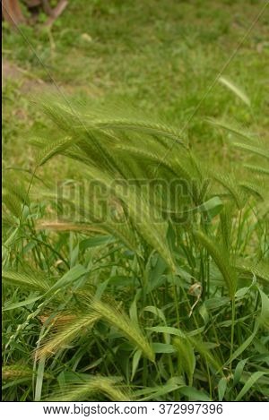 Hordeum Murinum Aka Wall Barley Or False Barley Grass Plant
