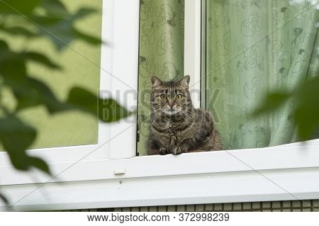 A Tabby Cat With Green Eyes Sits On A Window Sill In A Window With Green Curtains And Looks Out Onto