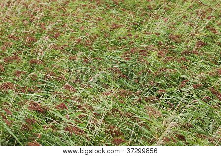 Bulrush Texture