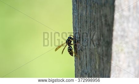 Wasp On Wood. One Common Wasp Yellowjacket European On Wood With Green Background.