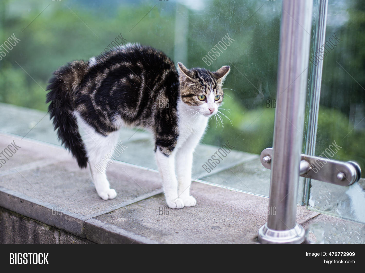 Cat Ruffled Fur Image & Photo (Free Trial) Bigstock