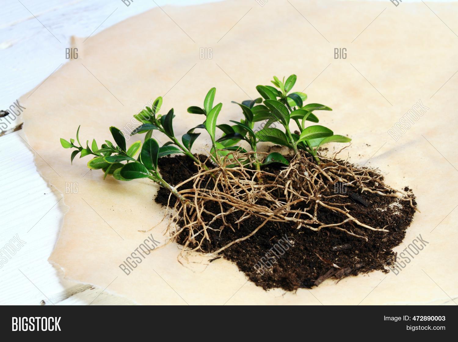 Vegetative Image & Photo (Free Trial) | Bigstock